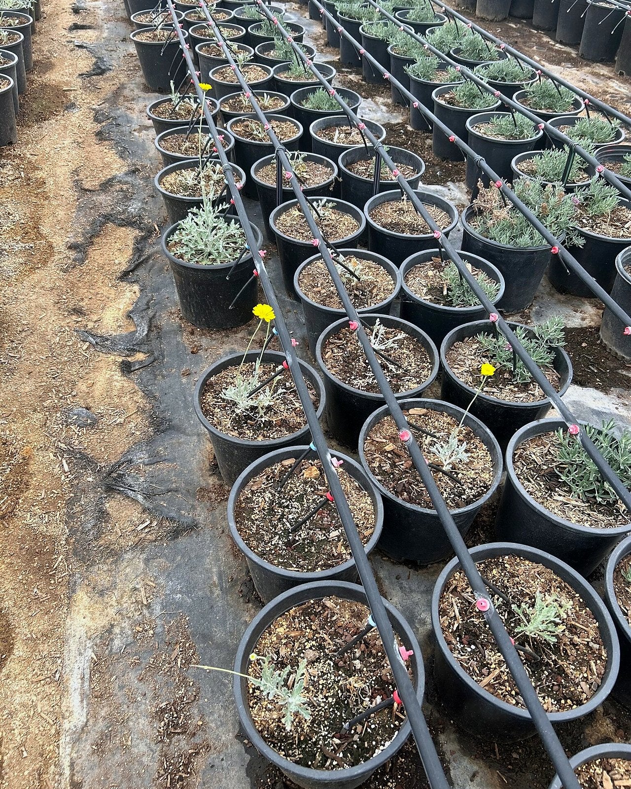Desert Marigold