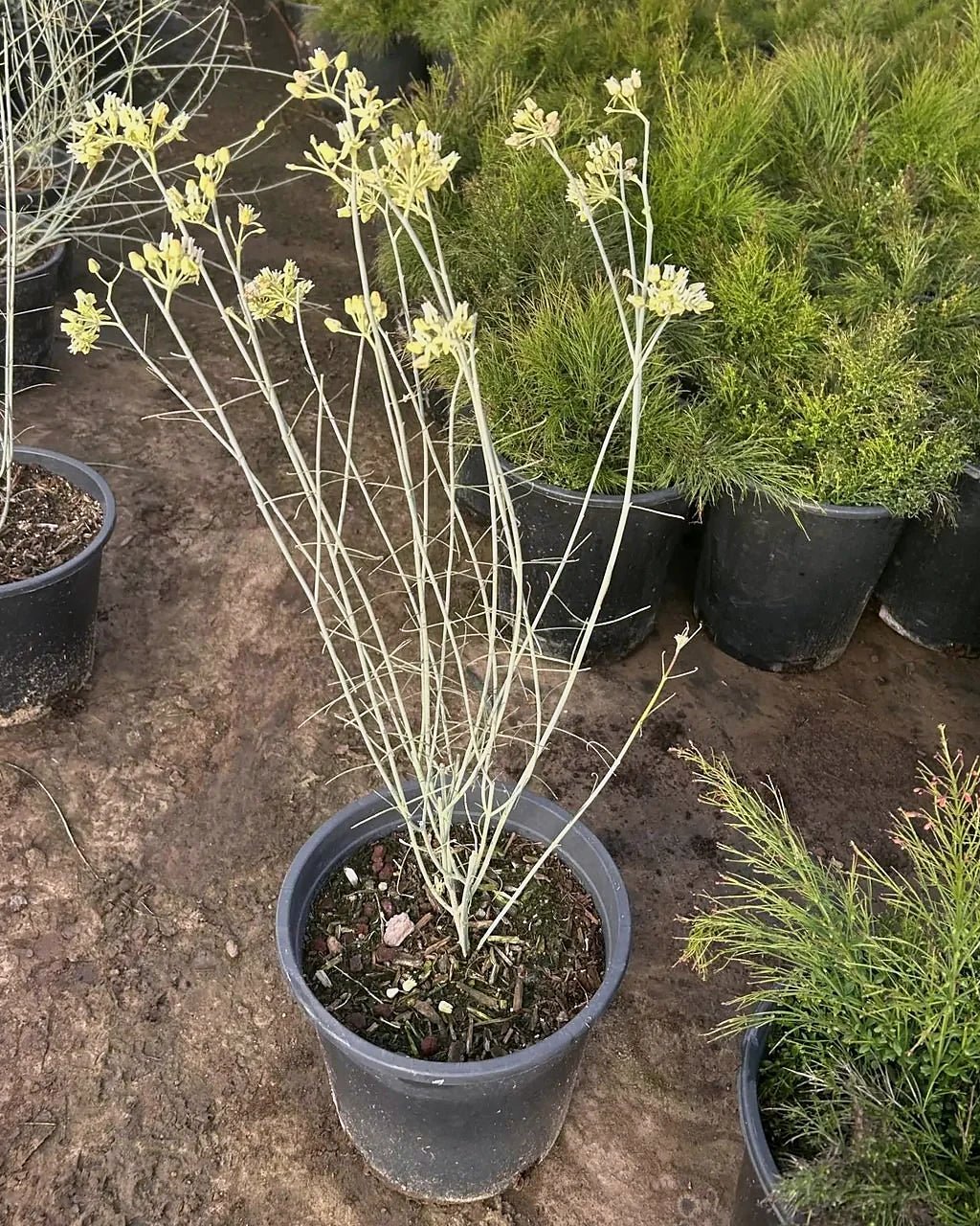 Desert Milkweed