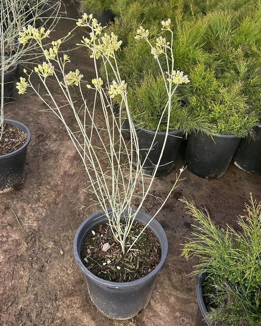Desert Milkweed