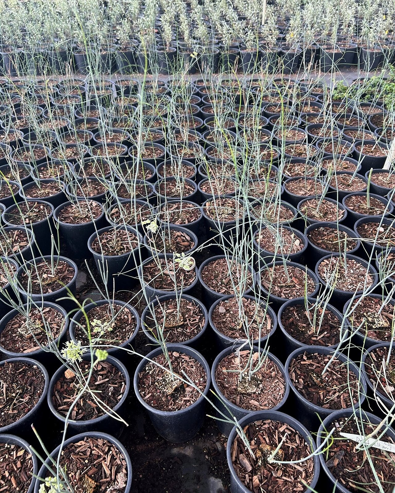 Desert Milkweed