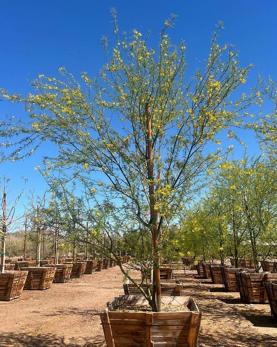 Desert Museum Palo Verde