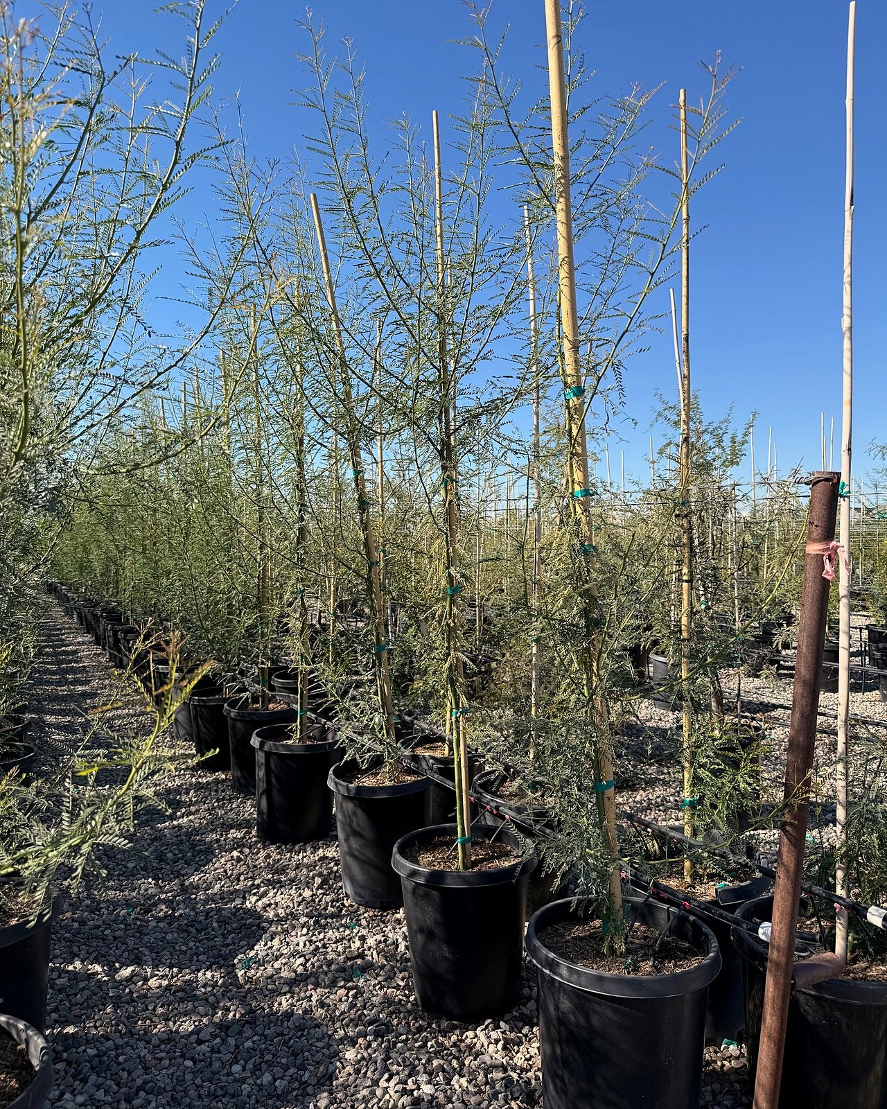 Desert Museum Palo Verde