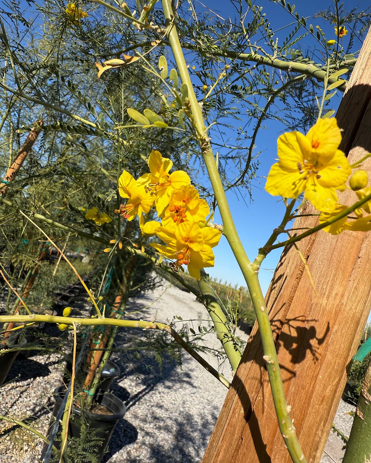 Desert Museum Palo Verde