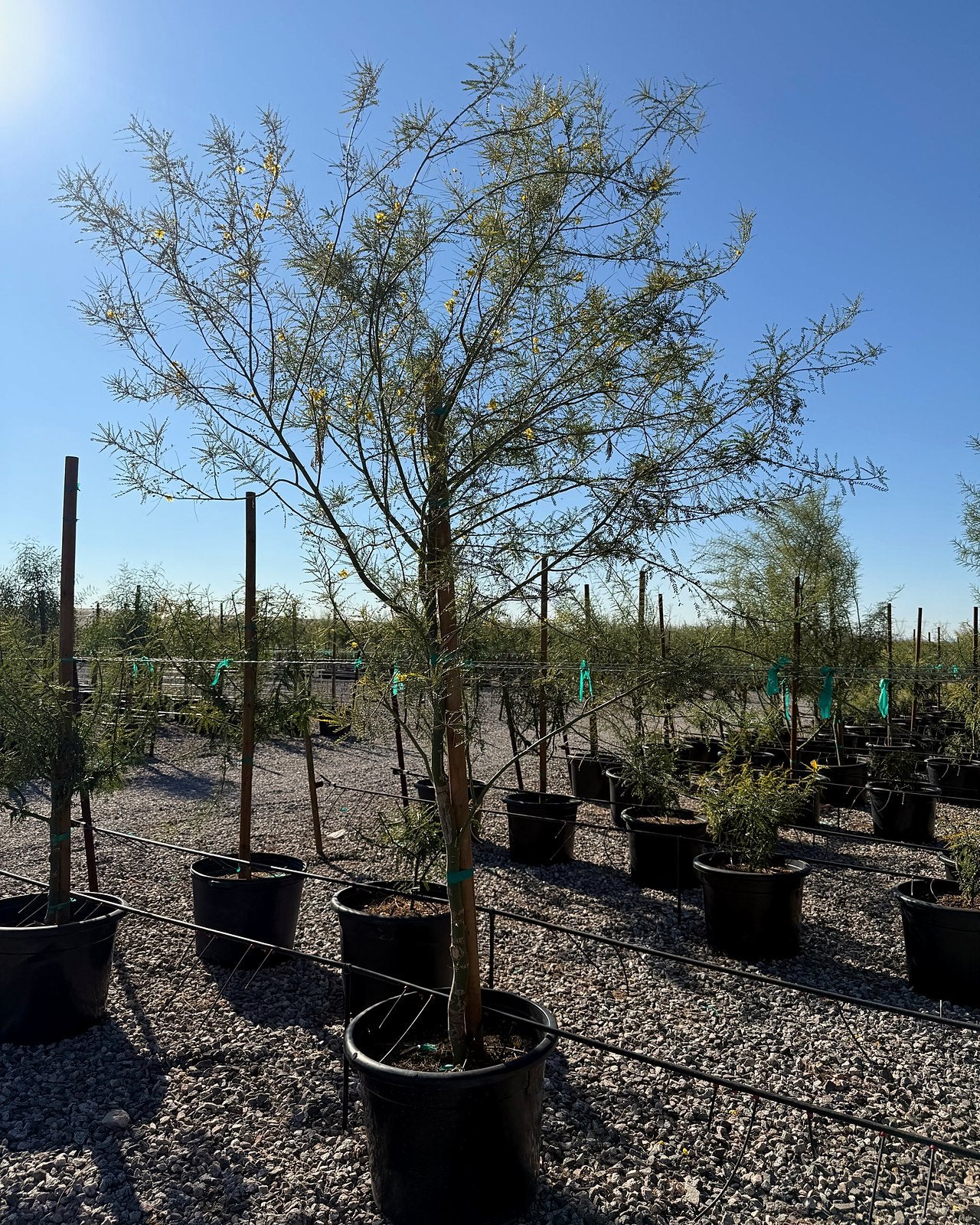 Desert Museum Palo Verde