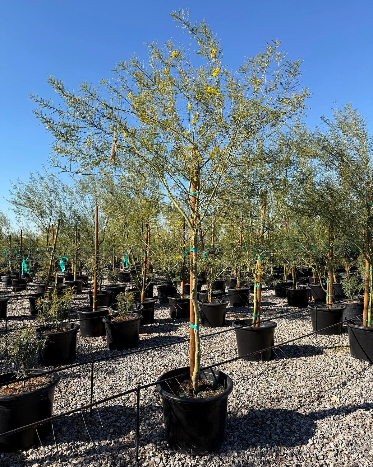 Desert Museum Palo Verde