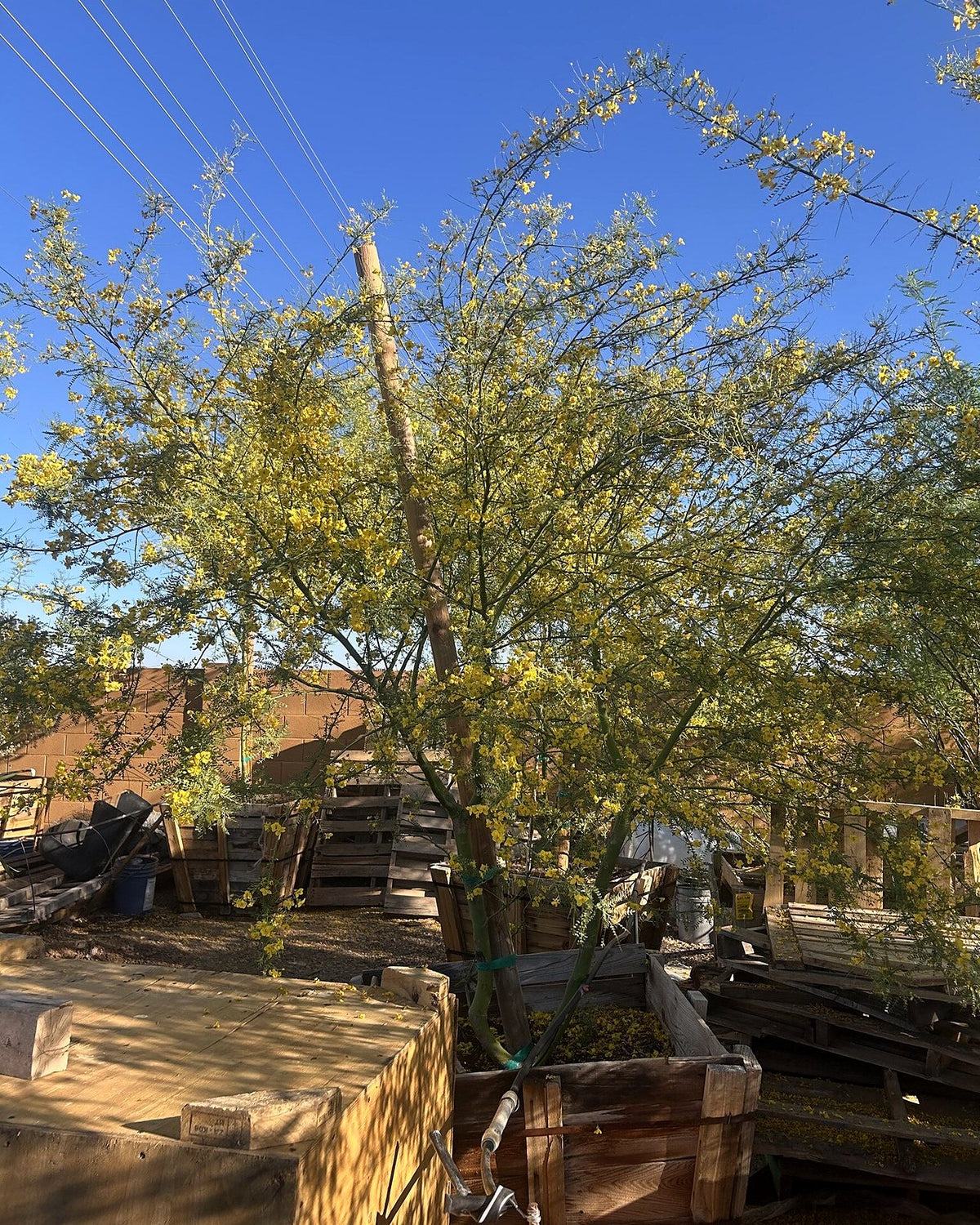 Desert Museum Palo Verde