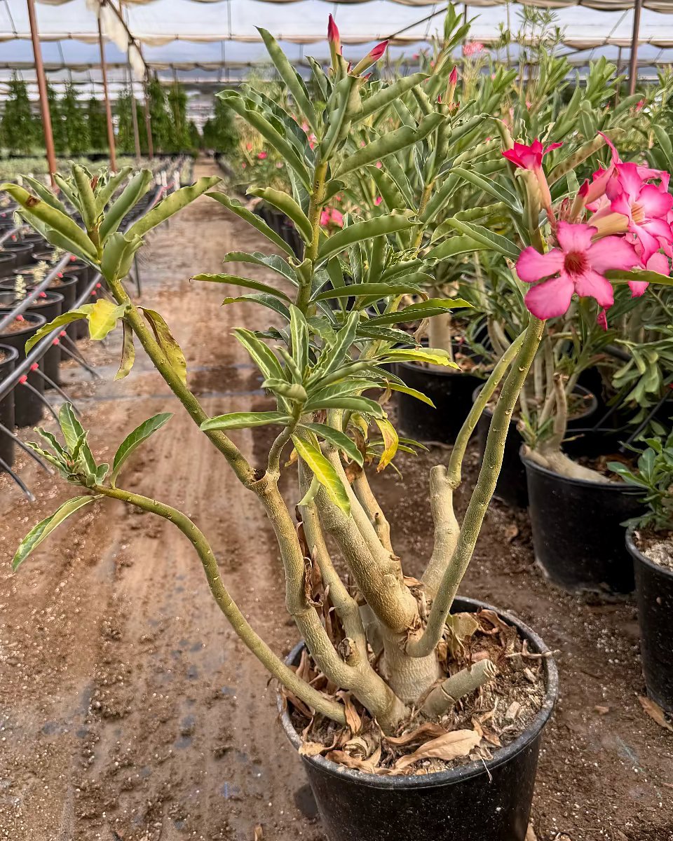 Desert Rose