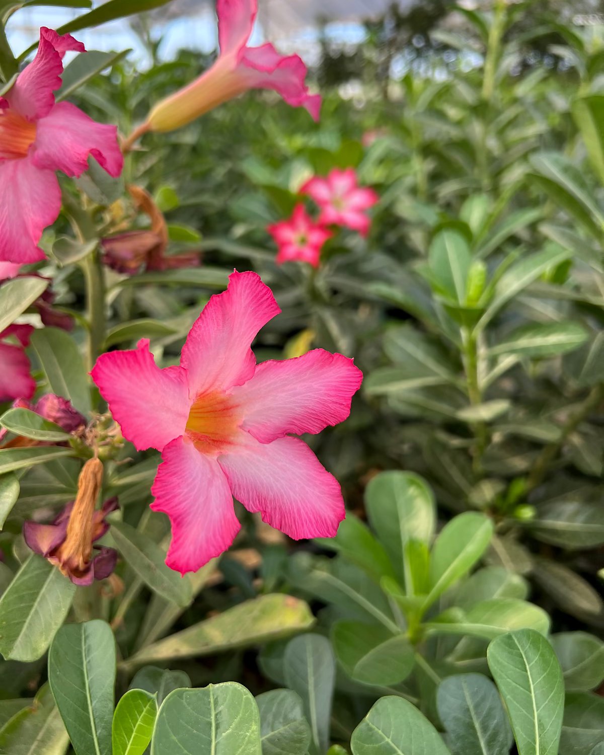Desert Rose