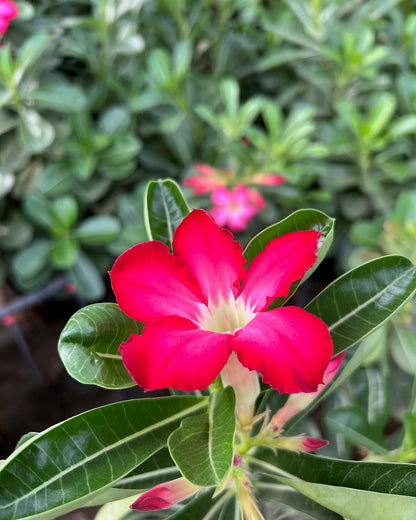 Desert Rose