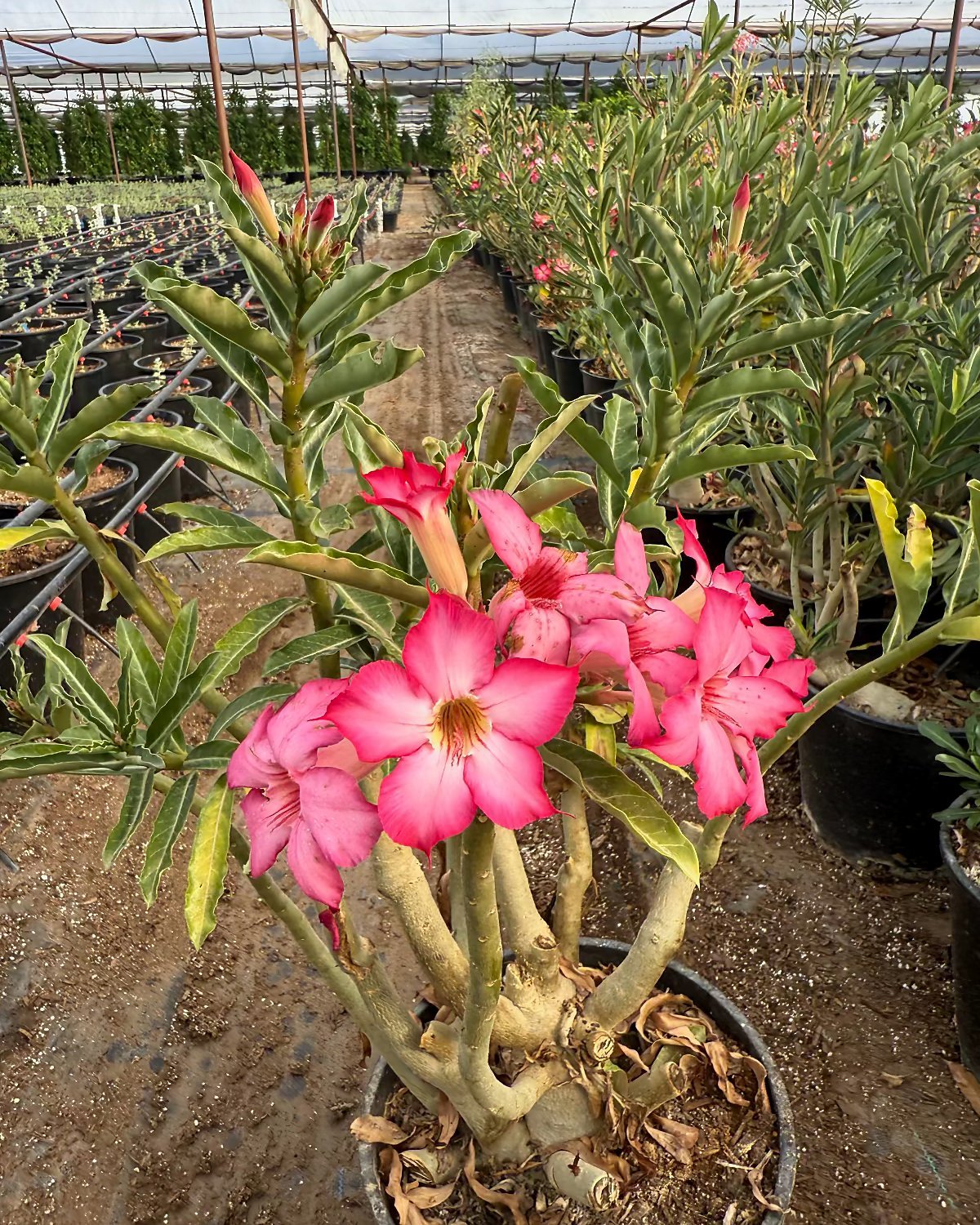 Desert Rose