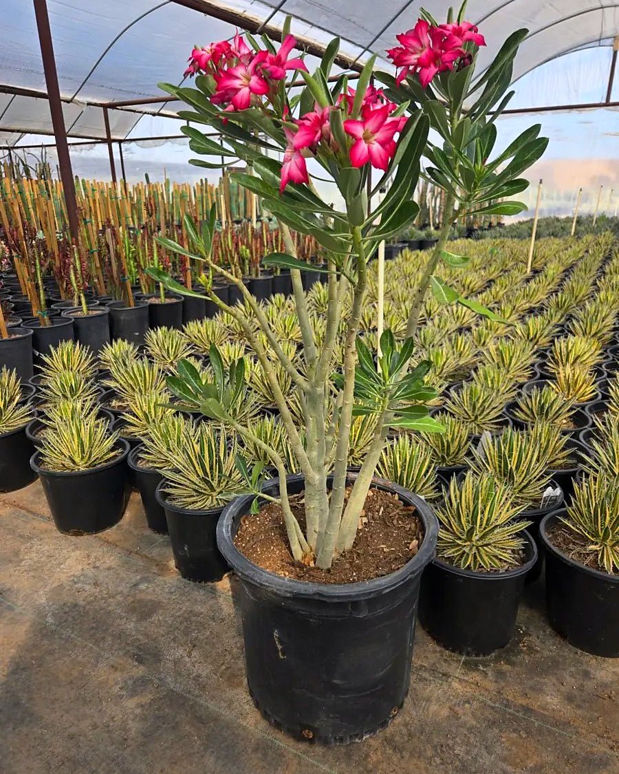 Desert Rose