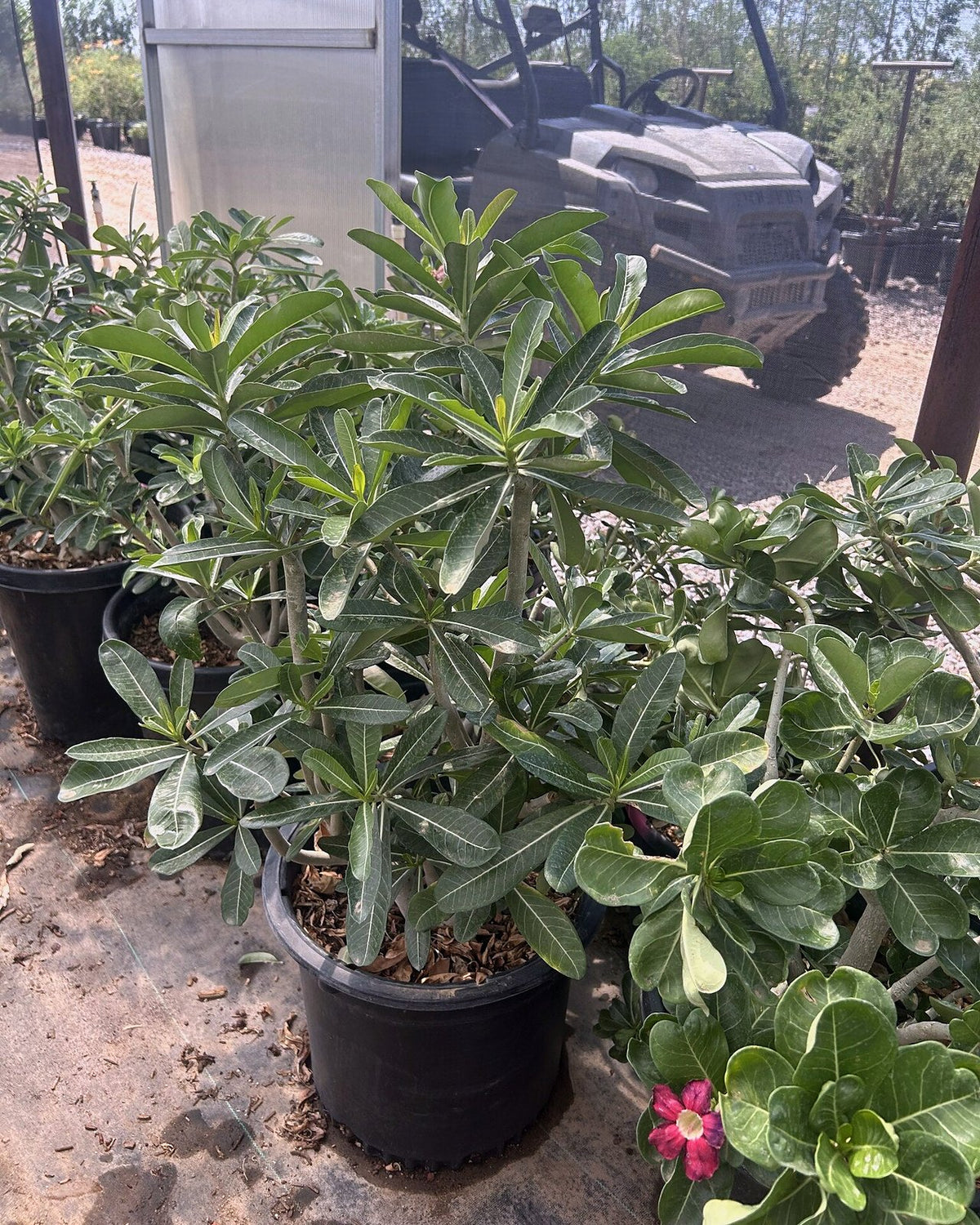 Desert Rose