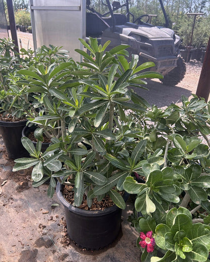 Desert Rose