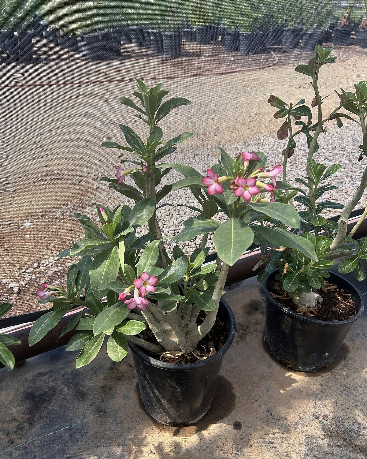 Desert Rose