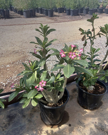 Desert Rose