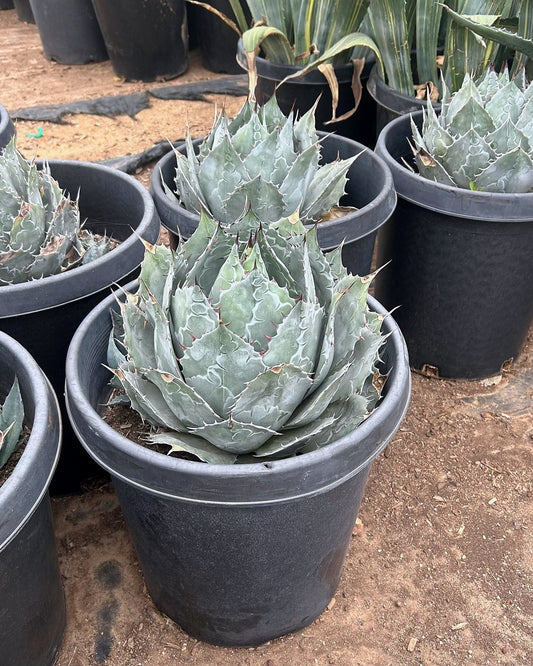 Desert Rose Agave