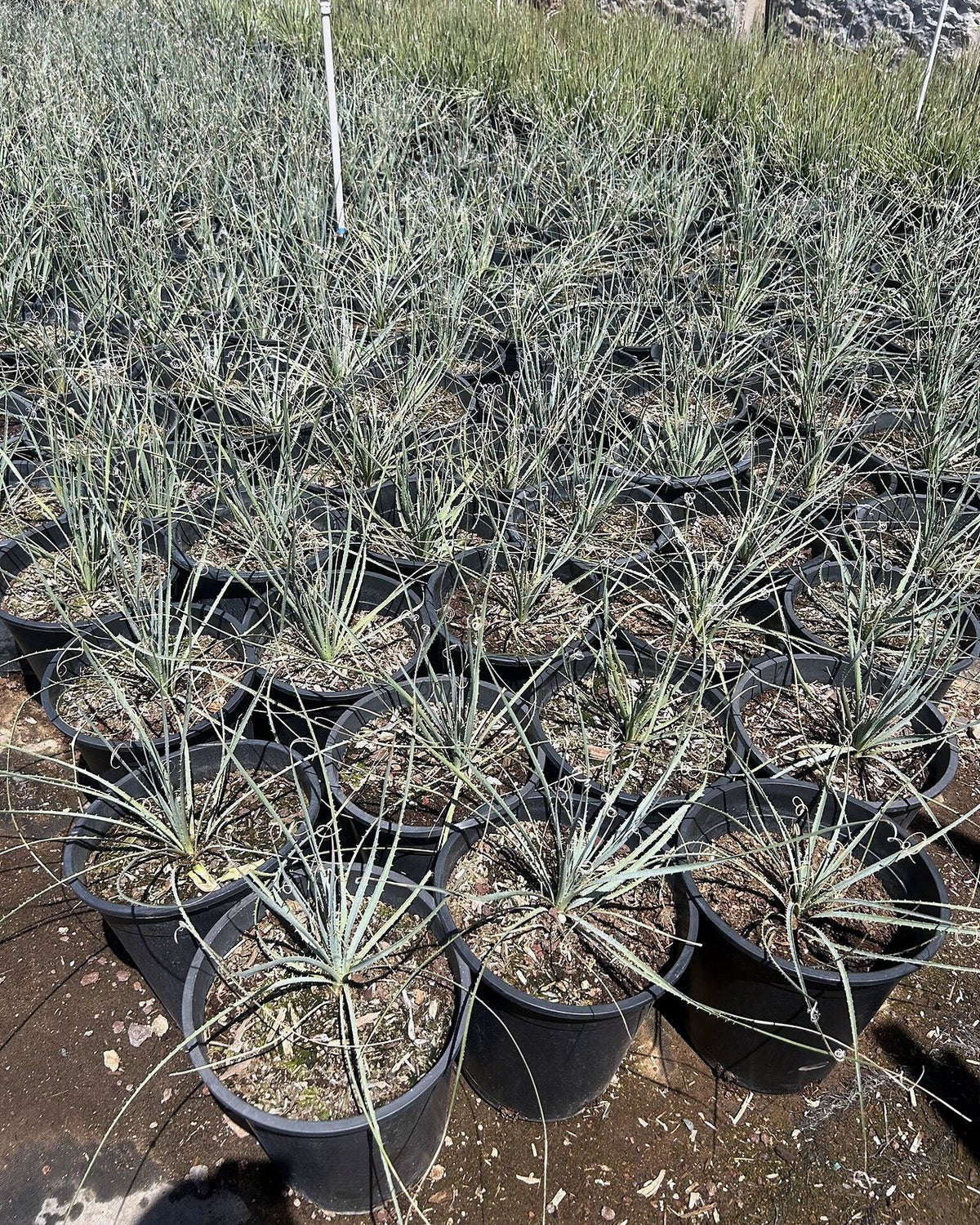 Desert Spoon