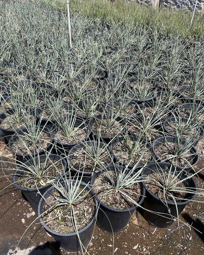 Desert Spoon