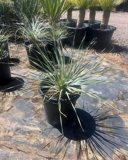 Desert Spoon