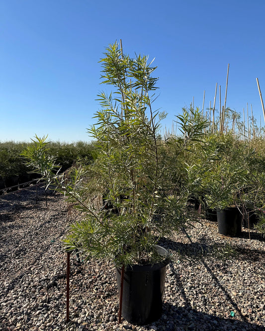 Desert Willow