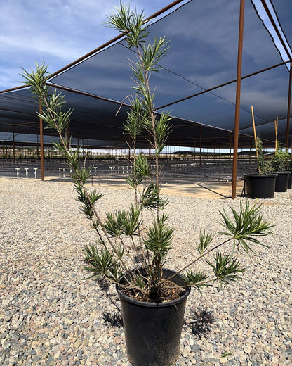 Desert Willow