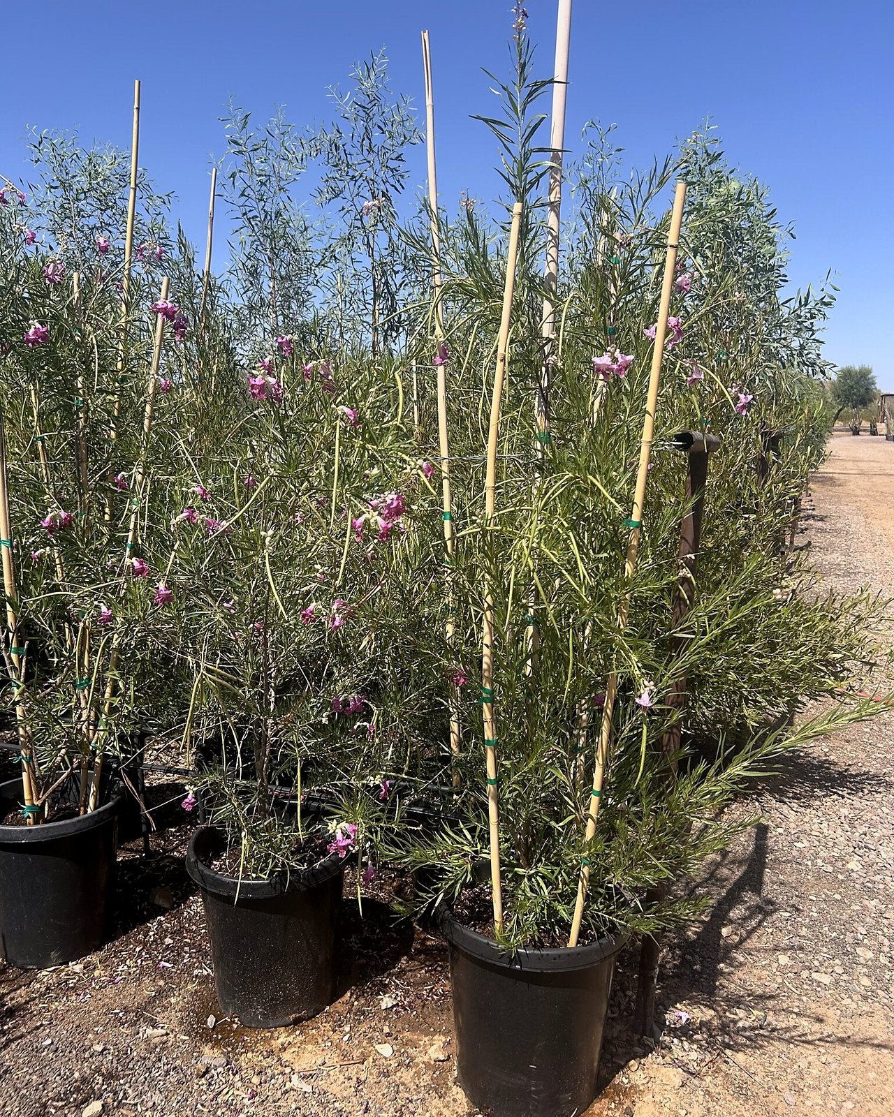 Desert Willow