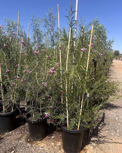 Desert Willow
