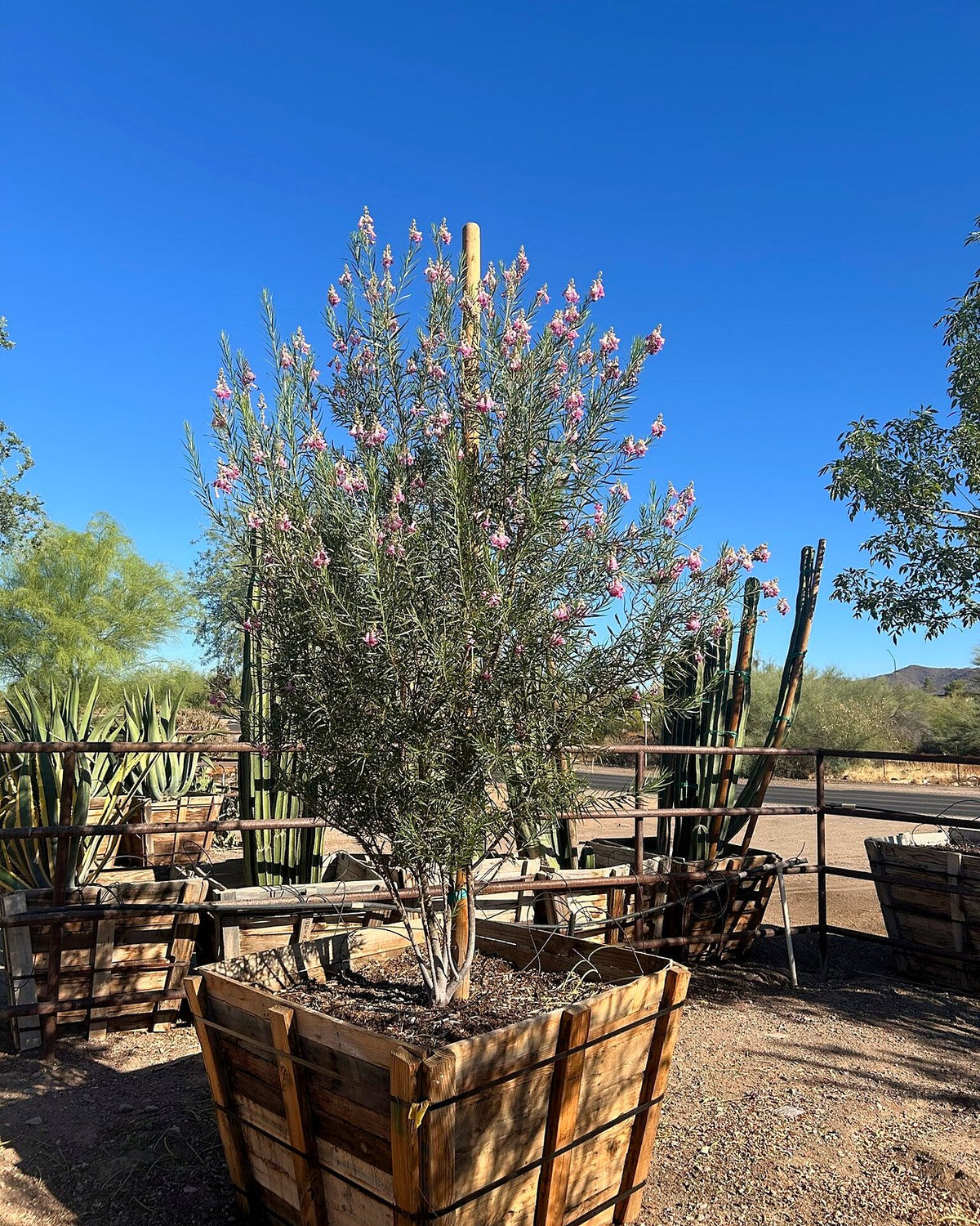 Desert Willow