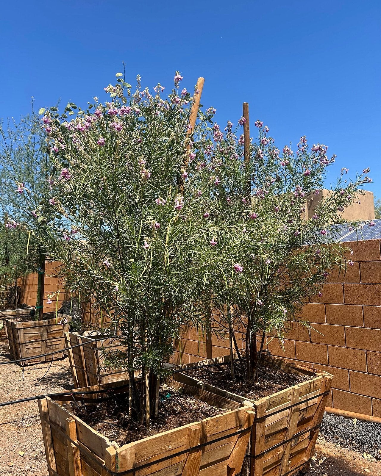 Desert Willow