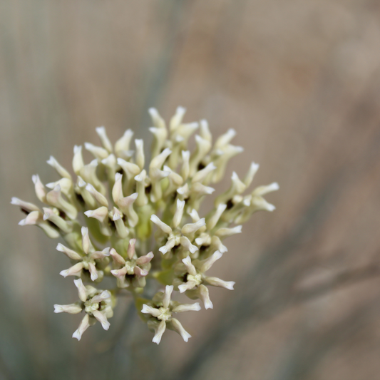 Desert Milkweed