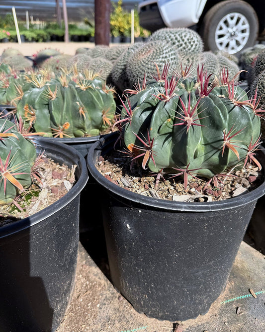 Devil's Tongue
