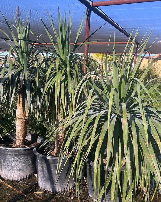 Dragon Tree
