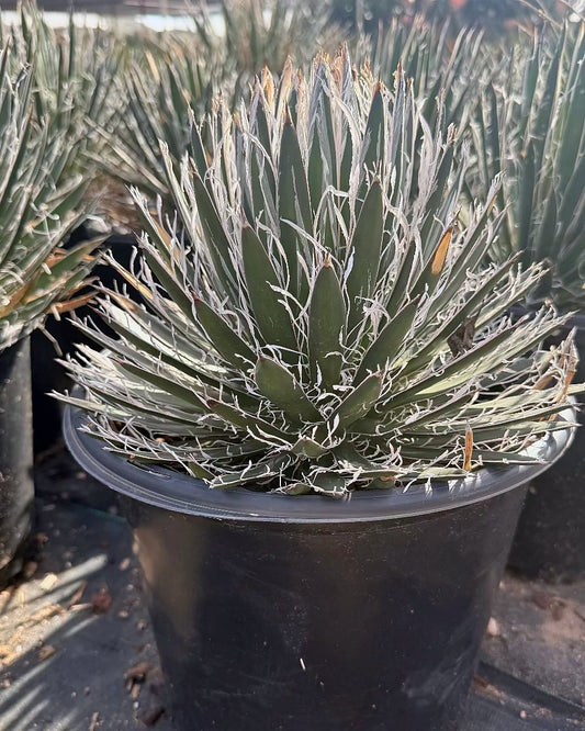 Durango Delight Agave