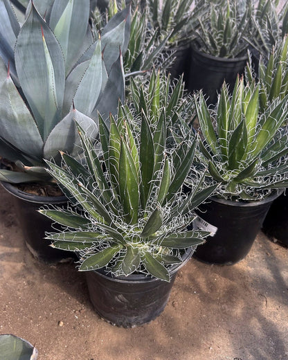 Durango Delight Agave
