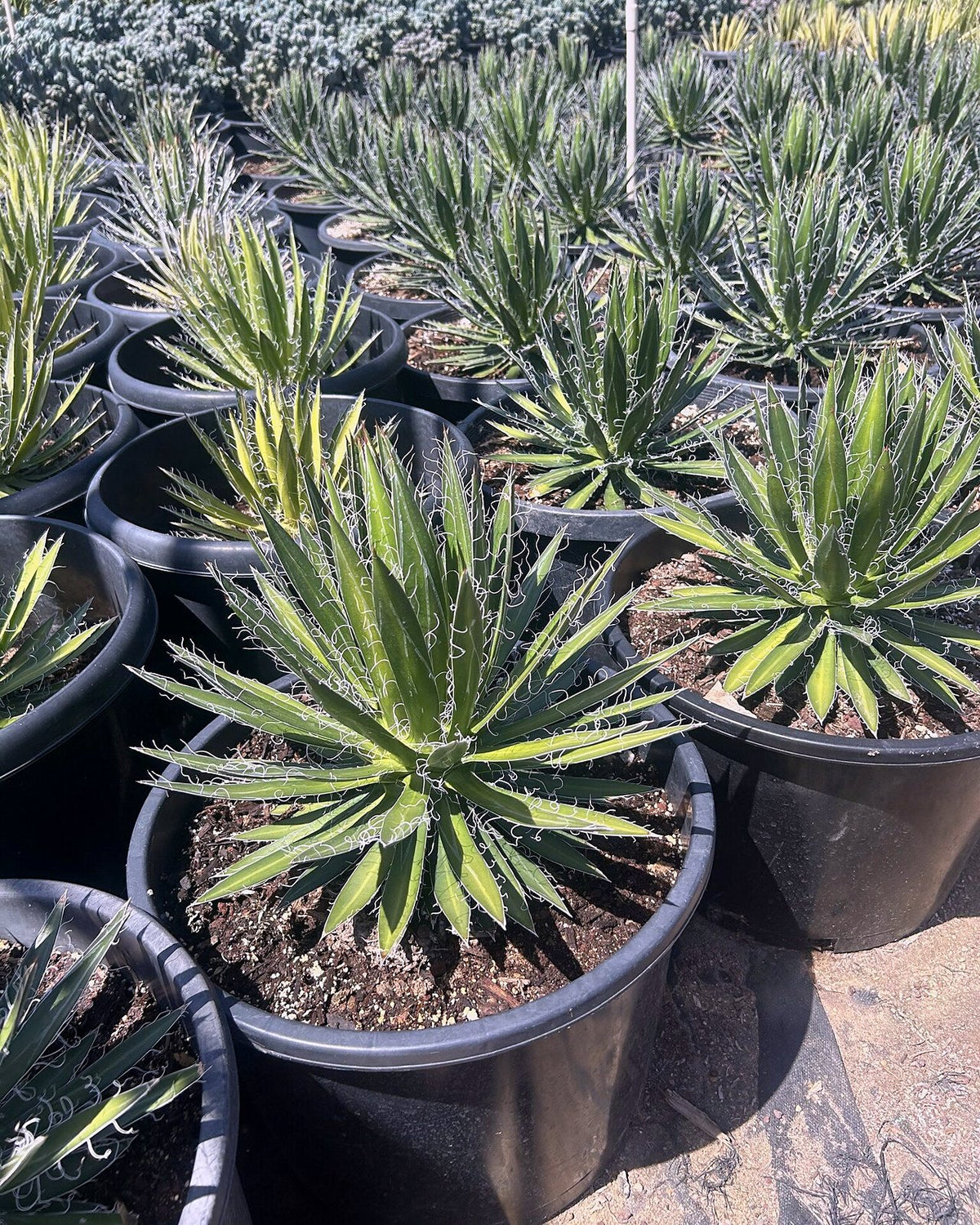 Durango Delight Agave