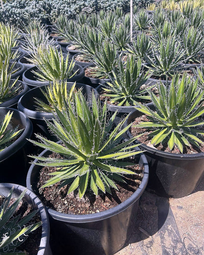 Durango Delight Agave