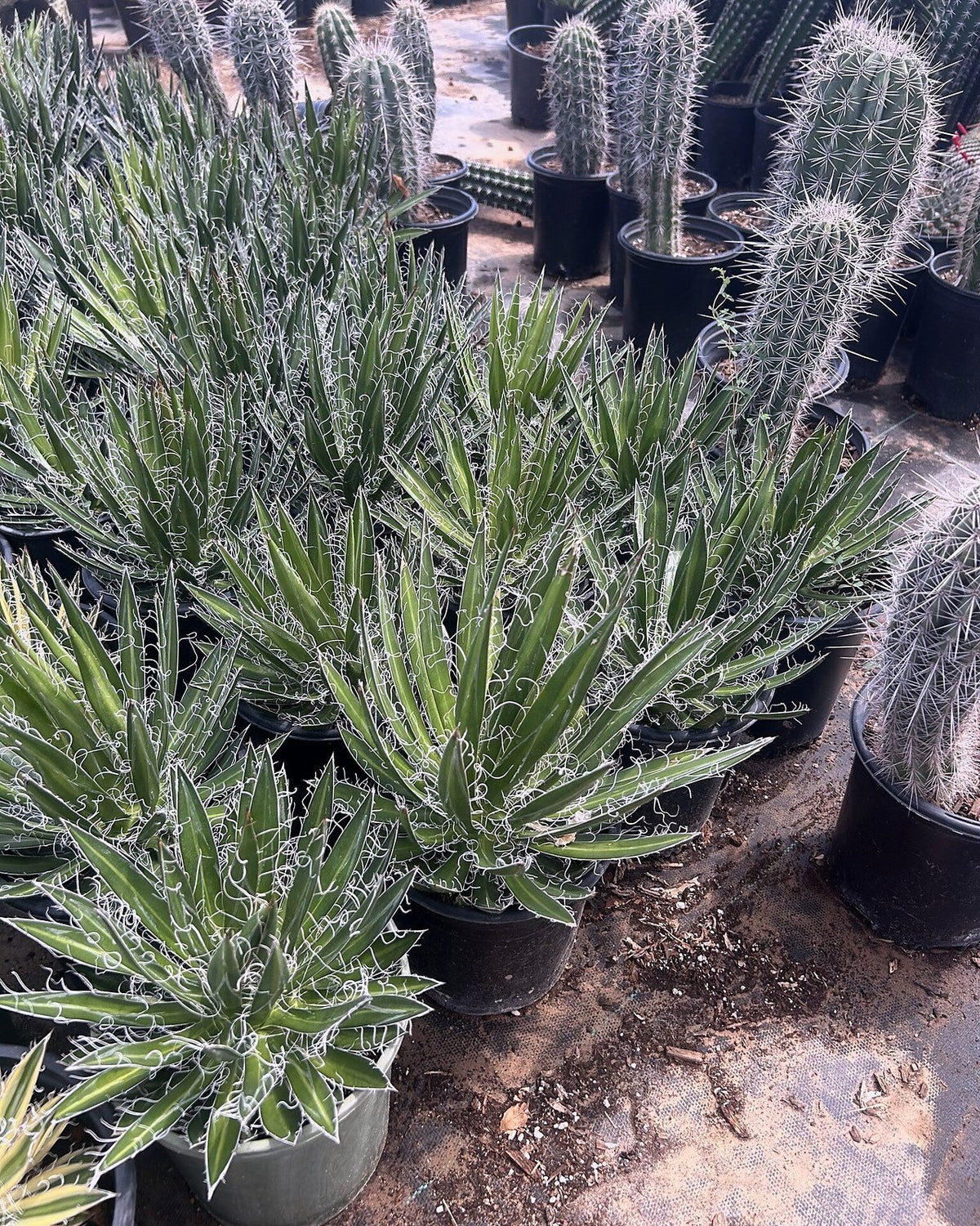 Durango Delight Agave