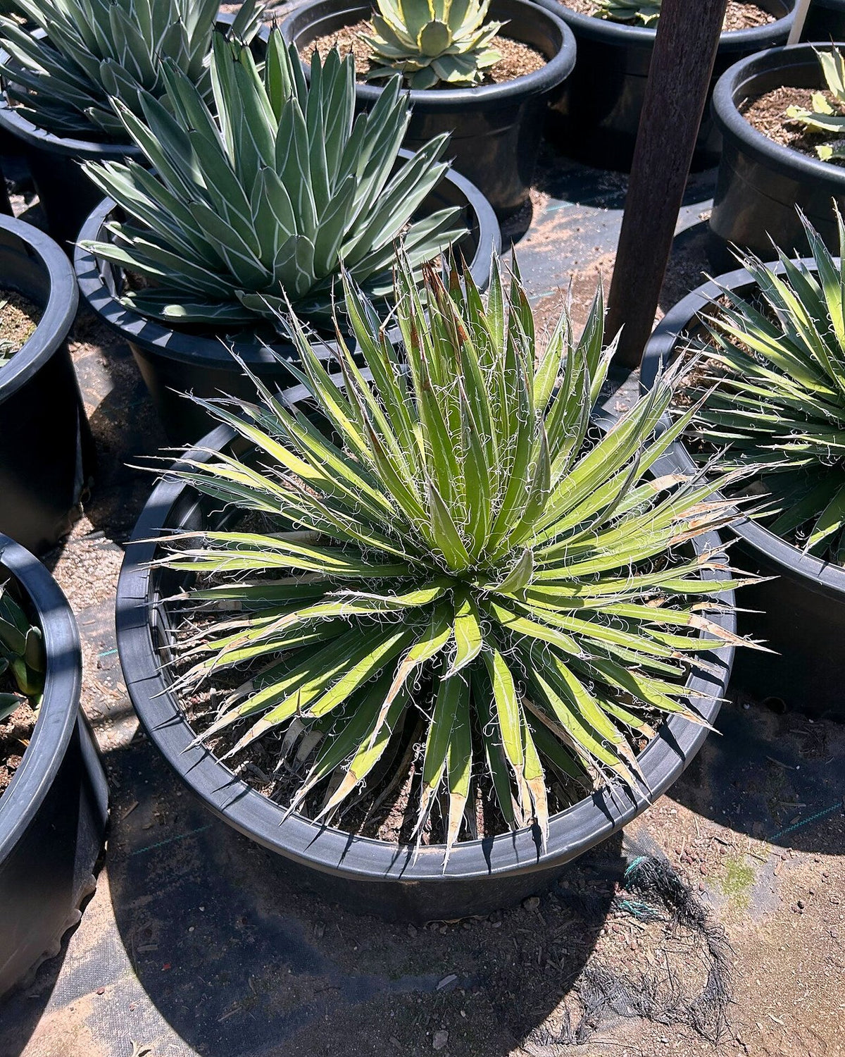 Durango Delight Agave