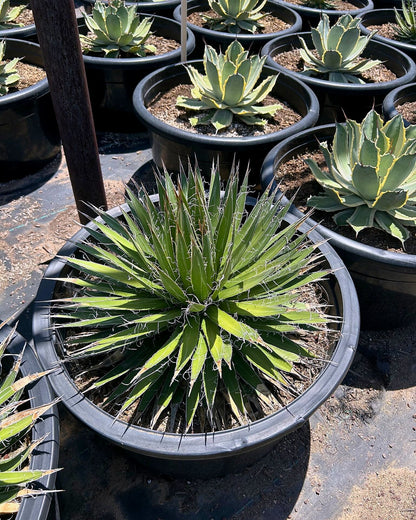 Durango Delight Agave