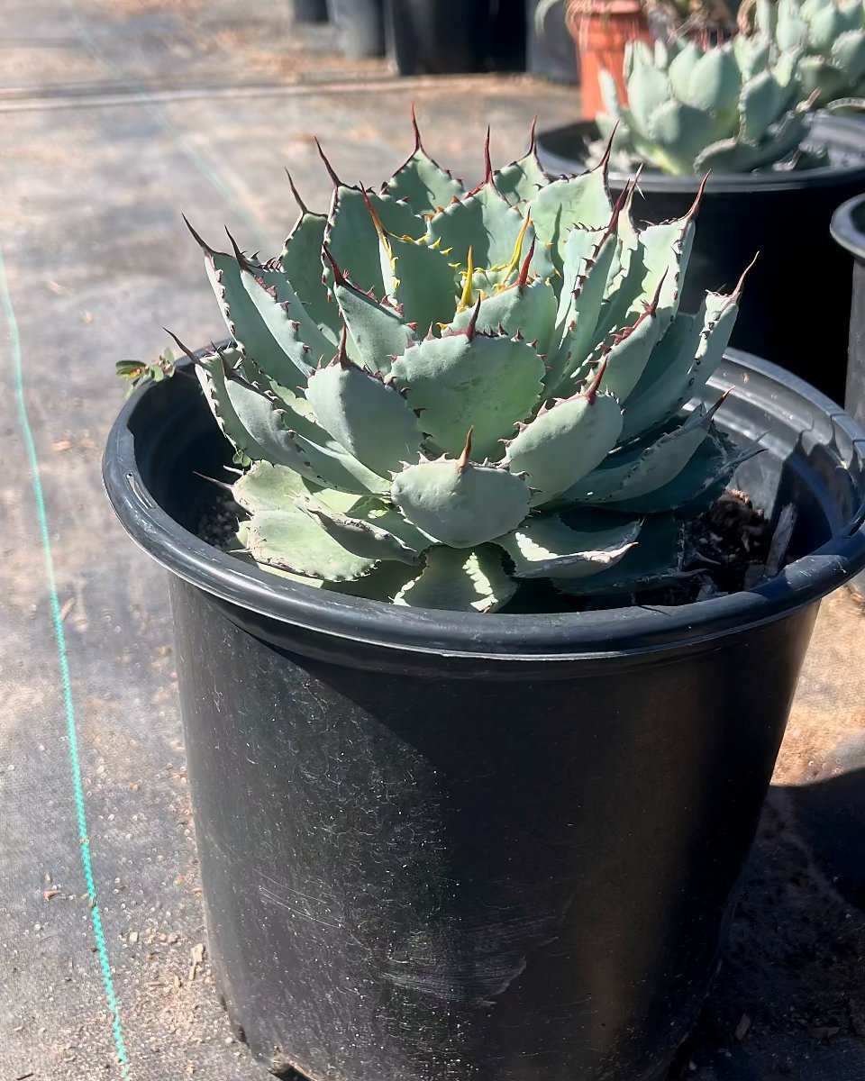 Dwarf Butterfly Agave