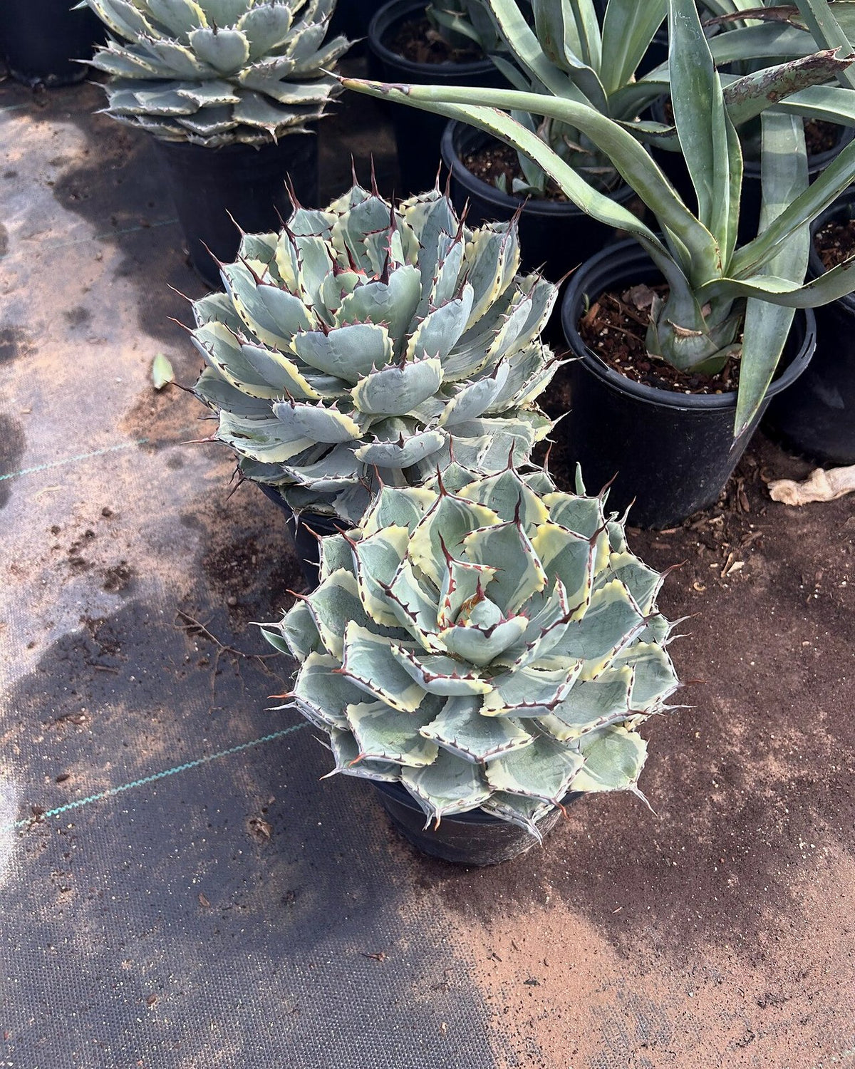 Dwarf Butterfly Agave