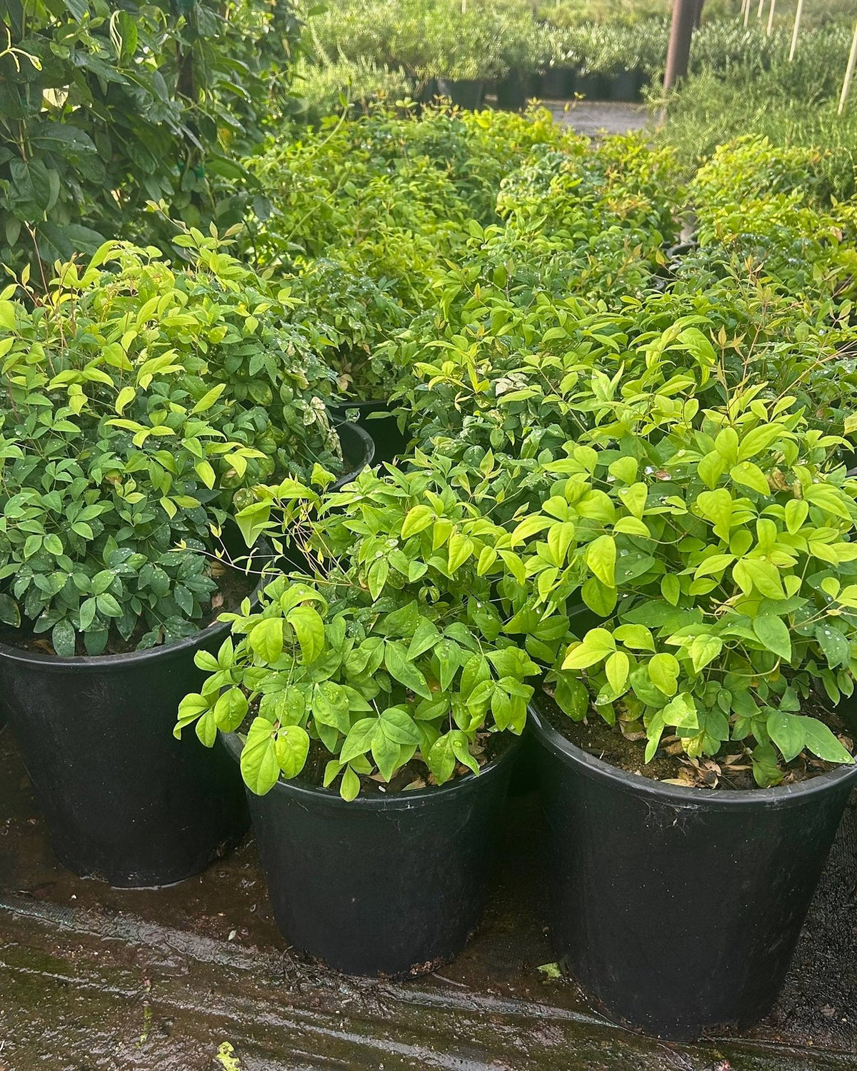Dwarf Heavenly Bamboo