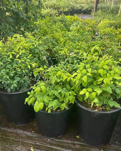 Dwarf Heavenly Bamboo