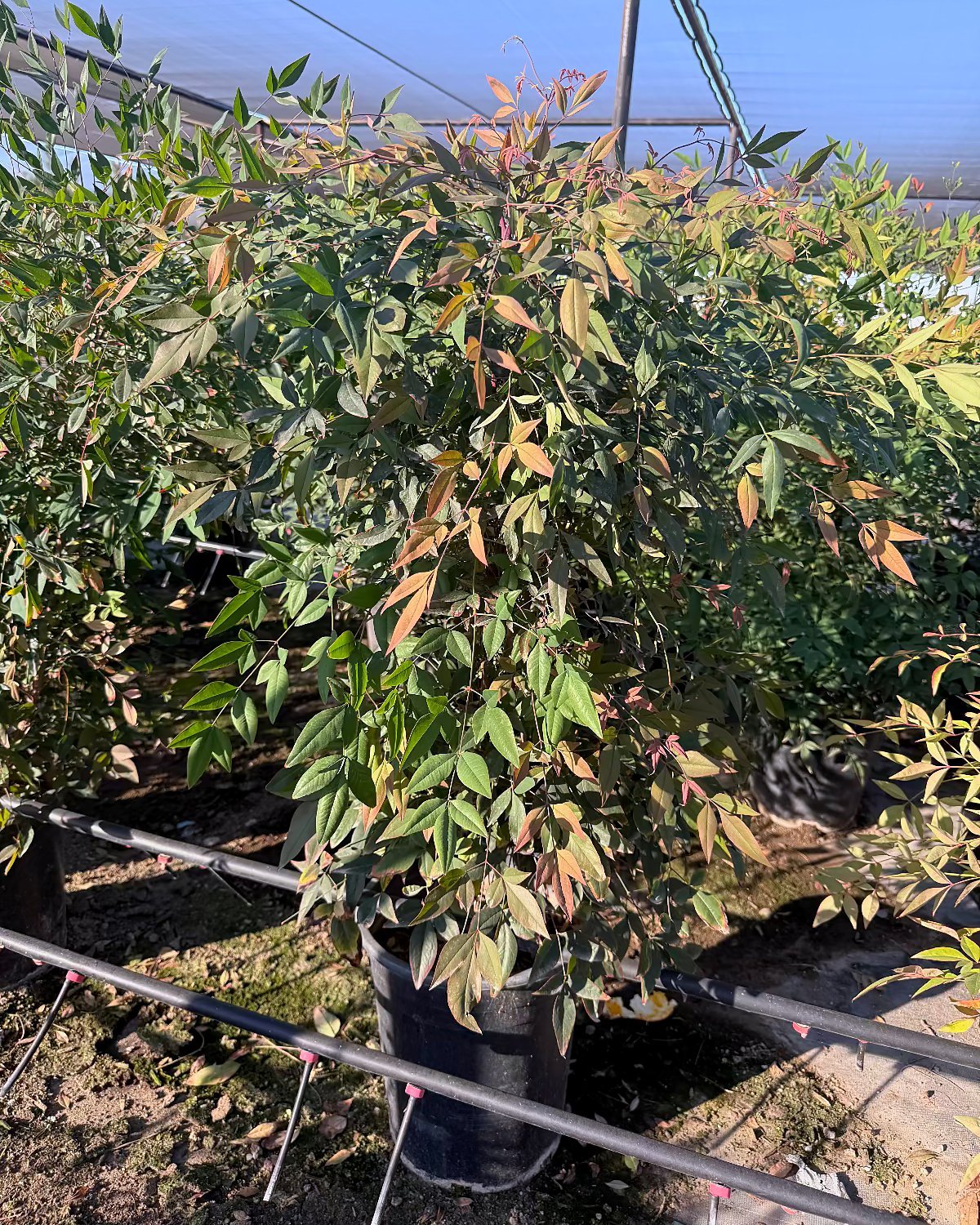 Dwarf Heavenly Bamboo