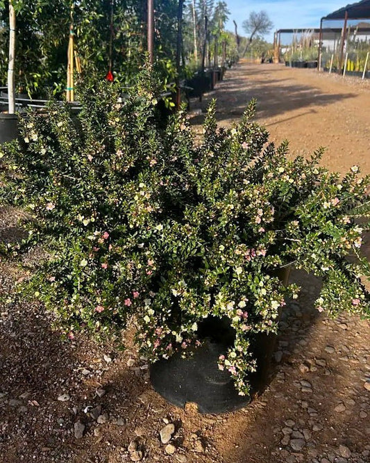 Dwarf Myrtle