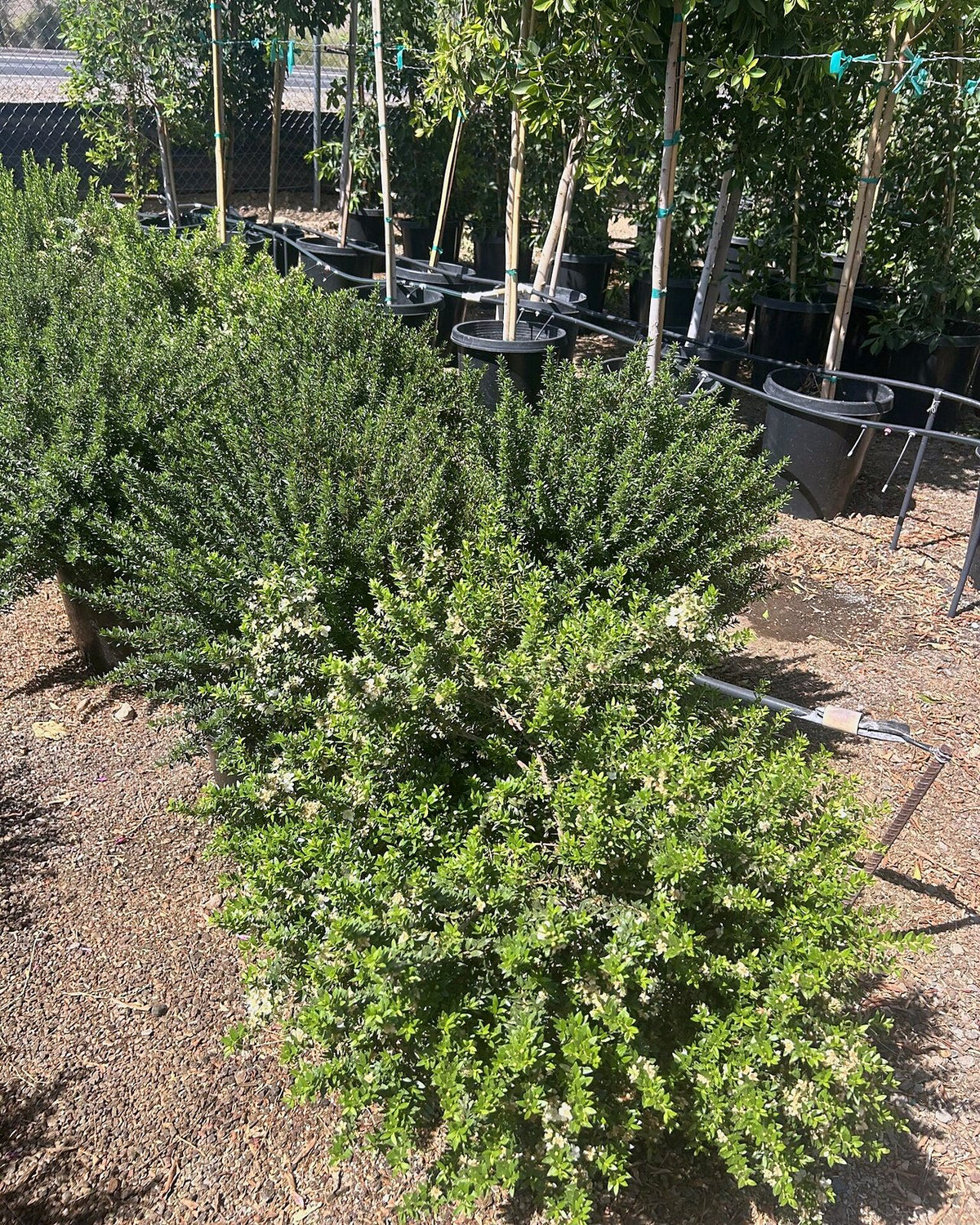 Dwarf Myrtle