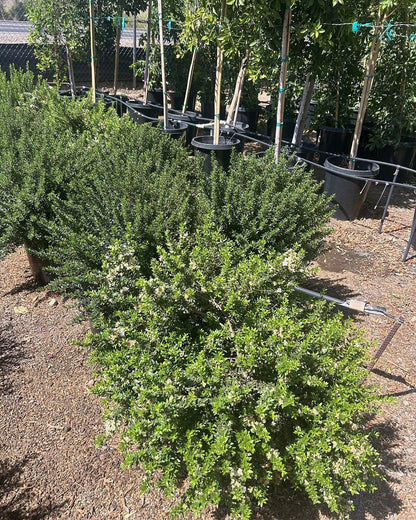 Dwarf Myrtle