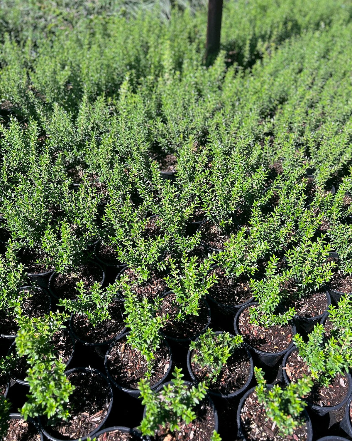 Dwarf Myrtle