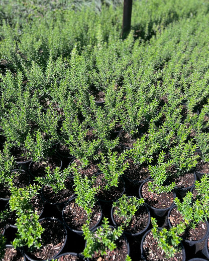 Dwarf Myrtle