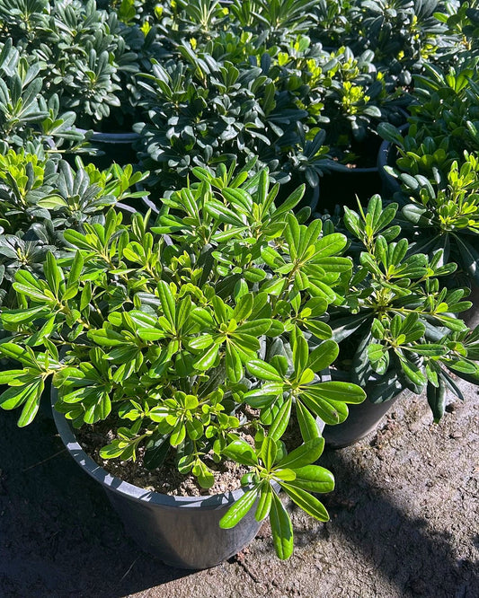 Dwarf Pittosporum